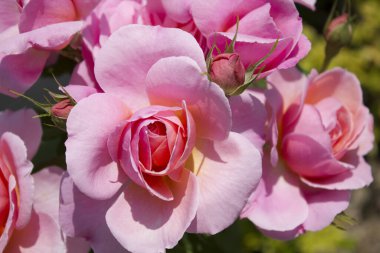 Yakın plan - çiçek açan güzel çiçeklerin görüntüsü