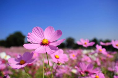 Bahçede Kozmos Çiçeği