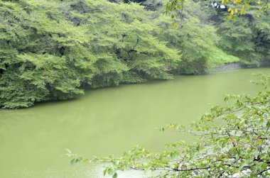 Ormandaki yeşil nehir 