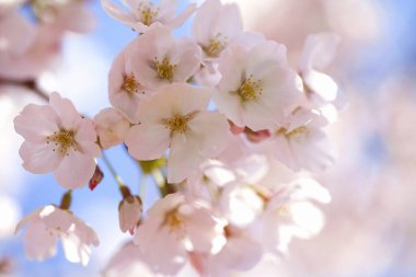 Kiraz çiçekleri, kiraz çiçekleri baharda