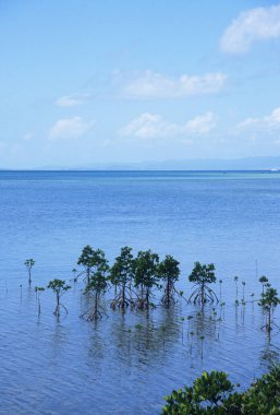 Suda büyüyen ağaçların olduğu güzel doğa manzarası           