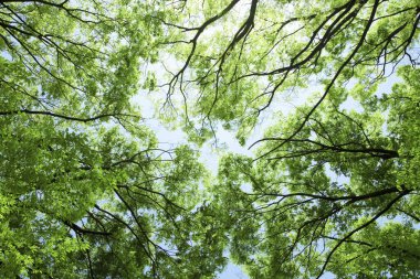 İlkbaharda güzel orman