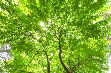 Baharda bahçede güzel yeşil yapraklar         