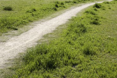 Yoldaki yeşil çimenler