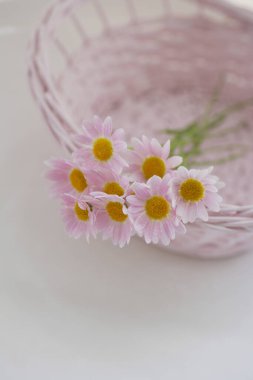 Vazoda beyaz papatya çiçeği