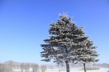 Çam ağaçlarıyla kaplı kış ağacı