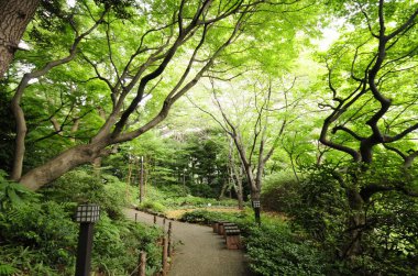 Japonya 'daki güzel park manzarası 