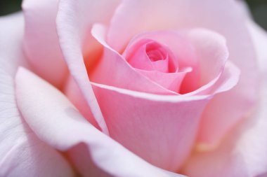 Bahçedeki pembe gülün yakın görüntüsü