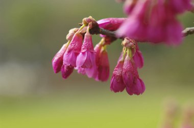 Bahçede bahar çiçekleri