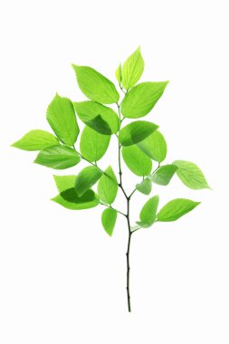 beyaz arkaplanda yeşil yapraklar izole 