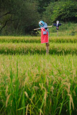 Yeşil pirinç tarlasının ortasında duran renkli korkuluk.