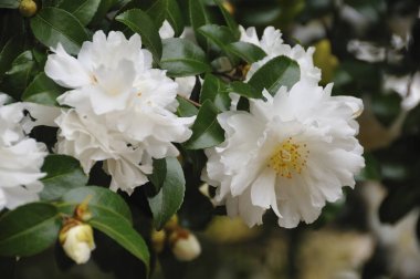 Bahçedeki güzel çiçekler