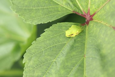 Doğadaki yeşil yaprakları kapatın.