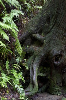Ağaç gövdesi kökleri ormandaki yosunlarda