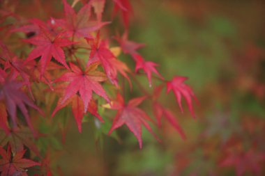 Kırmızı sonbahar yaprakları, sonbahar çiçekleri, Japon akçaağacı.