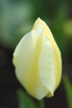 Bahçedeki güzel çiçekler