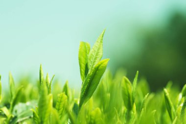 Yakın - güzel yeşil çay yaprağının manzarası