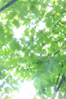 Güneş ışığında yeşil yapraklı ağaç dalına yakın çekim 