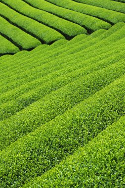 Sabah yeşil tarla çay çiftliği