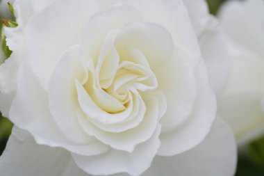 Bahçedeki güzel beyaz gül, yaklaş