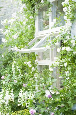 Cam vazoda beyaz çiçekler