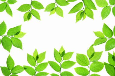 beyaz arkaplanda yeşil yapraklar izole 