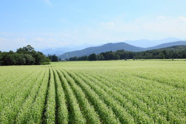 Yeşil çimen ve mavi gökyüzü.