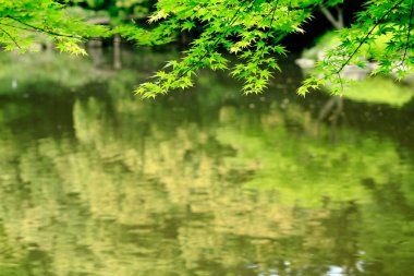 Parktaki yeşil ağaçlar.