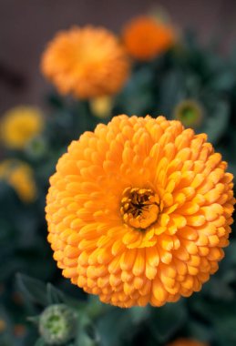 Bahçede portakal kasımpatı