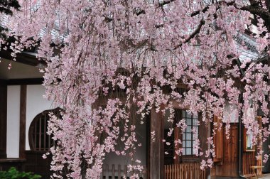Bahçedeki güzel çiçekler, baharda açan ağaçlar.