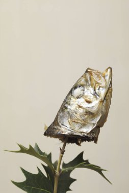 Kurumuş balık kafası yeşil yaprağın üzerinde dinleniyor.