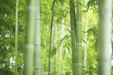 Yeşil bambu ormanları