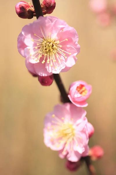 Όμορφα Ροζ Λουλούδια Του Δέντρου Άνθιση Φλοράλ Φόντο — Φωτογραφία Αρχείου