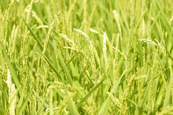 Grünes Weizenfeld Sommer — Stockfoto