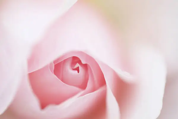 Belle Fleur Rose Rose — Photo