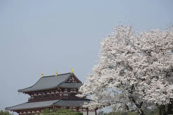 Tempo Flor Cereja Japão — Fotografia de Stock