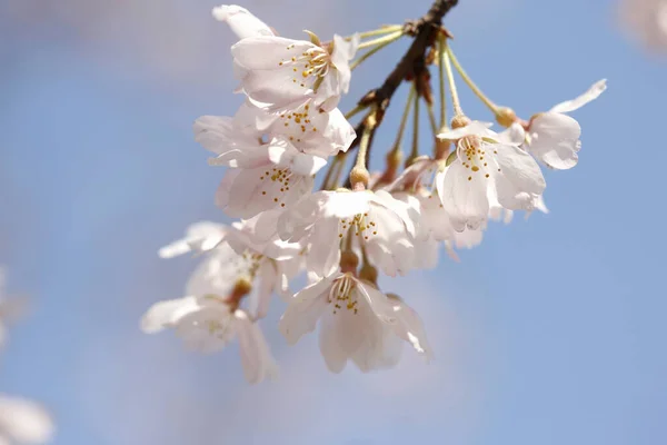Närbild Körsbär Träd Blomma Våren — Stockfoto