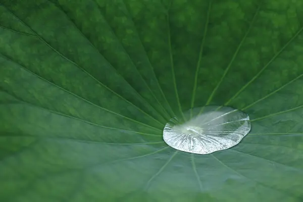 緑色の蓮の葉の水滴 ビューを閉じる — ストック写真
