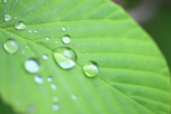 Wassertropfen Auf Grünem Blatt — Stockfoto