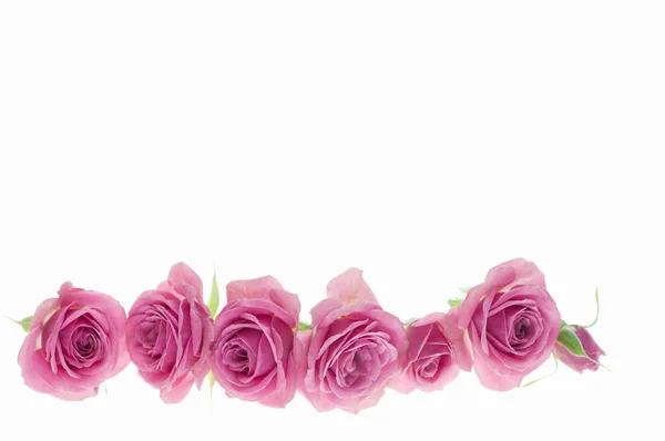 Fleurs Roses Isolées Sur Fond Blanc — Photo