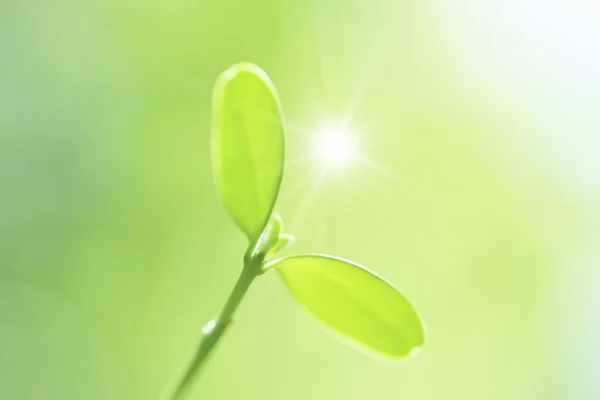 Detailní Záběr Větve Stromu Zelenými Listy Slunci — Stock fotografie