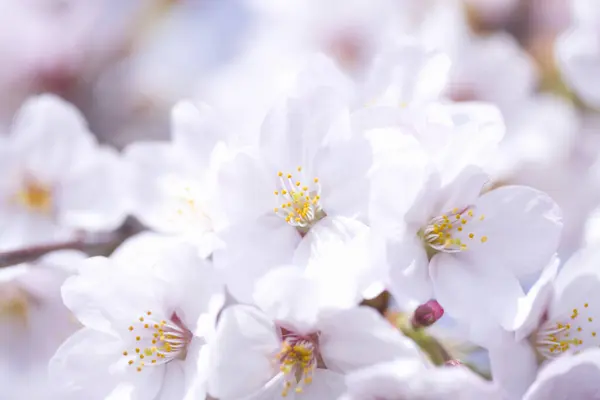 Cherry Tree Blossom Spring — Stock Photo, Image