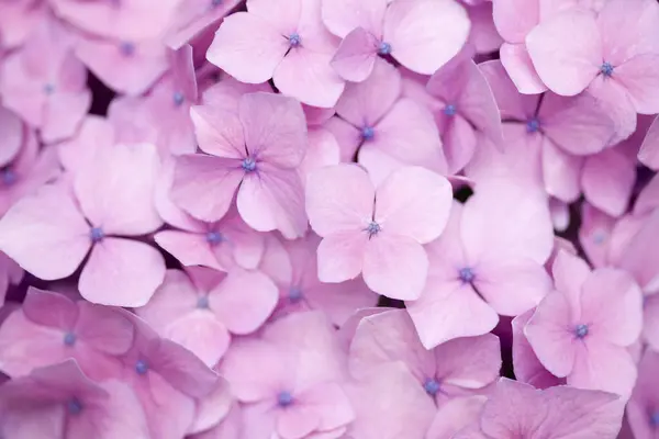 Close Roze Hortensia Bloemen Tuin — Stockfoto