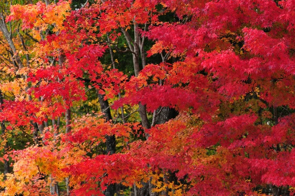 red maple leaves, fall foliage background
