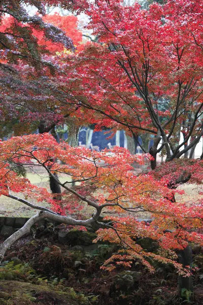colorful autumn trees in Japanese park