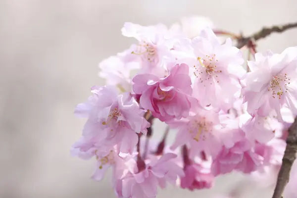 Closeup Flor Cerejeira Primavera — Fotografia de Stock