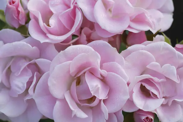 Zbliżenie Piękny Różowy Kwiat Bukiet — Zdjęcie stockowe