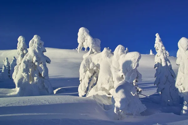 Inverno Nas Montanhas Bela Paisagem Inverno Com Árvores Cobertas Neve — Fotografia de Stock