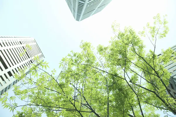 Zielone Gałęzie Drzew Nowoczesnymi Budynkami Biurowymi Widok Dno — Zdjęcie stockowe