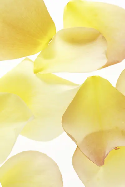Yellow Flower Petals White Background Royalty Free Stock Images